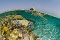 Schnorchler am Great Barrier Reef