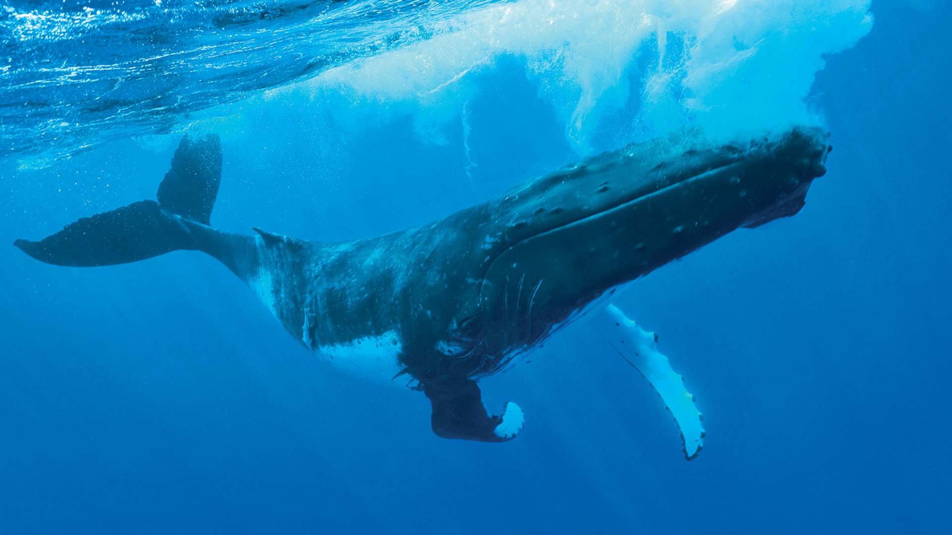 Französisch Polynesien