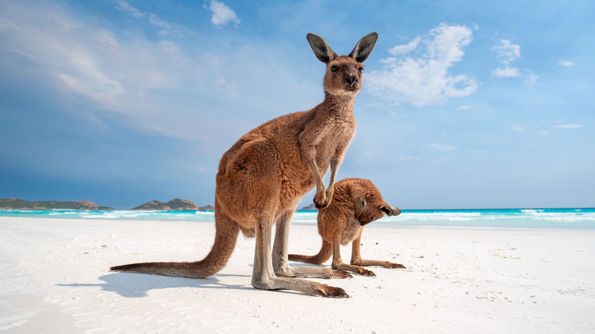 Come and say G'Day