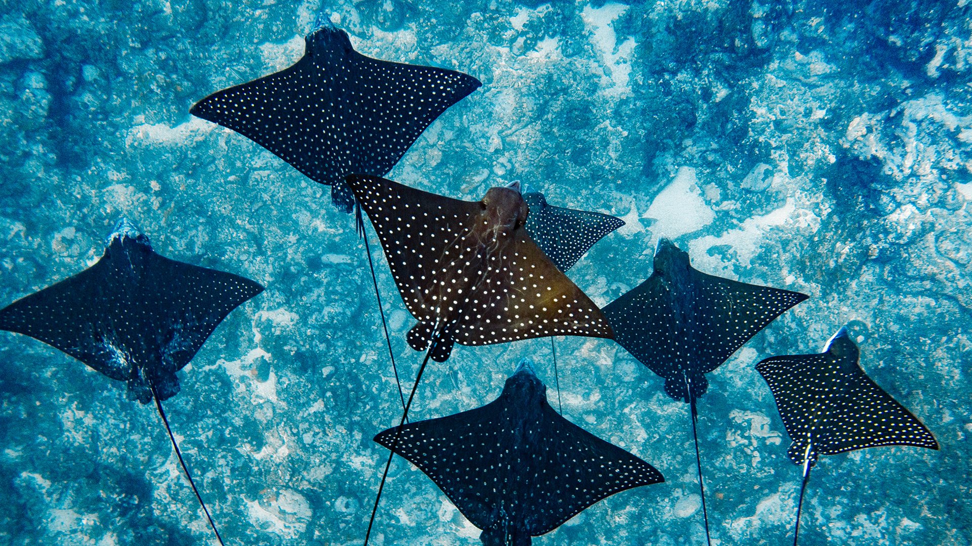 Französisch Polynesien