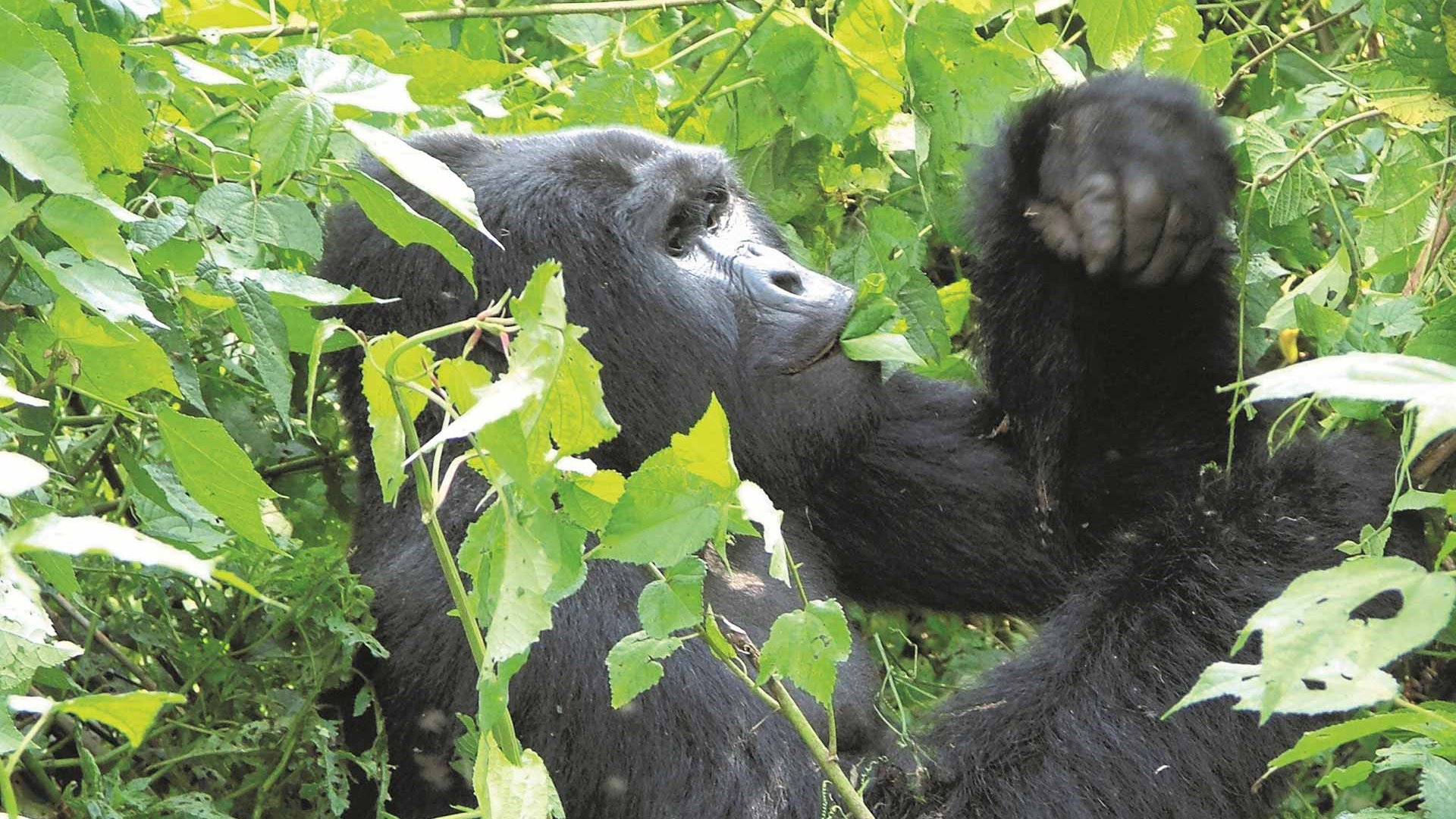 Uganda | Ruanda