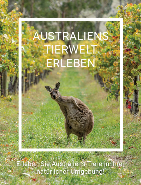 Australiens Tierwelt erleben Reisemagazin