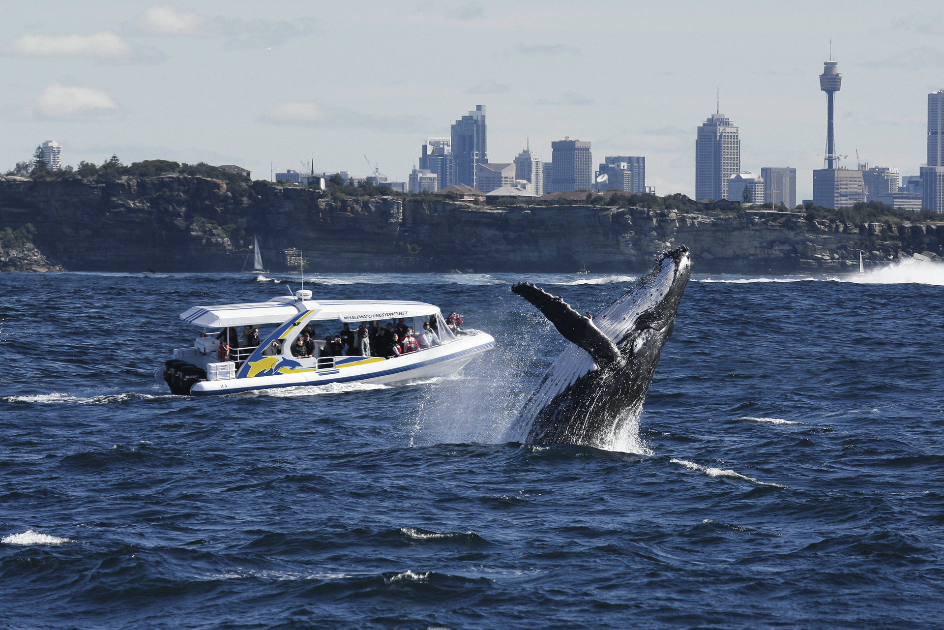 Walbeobachtung im Hafen von Sydney
