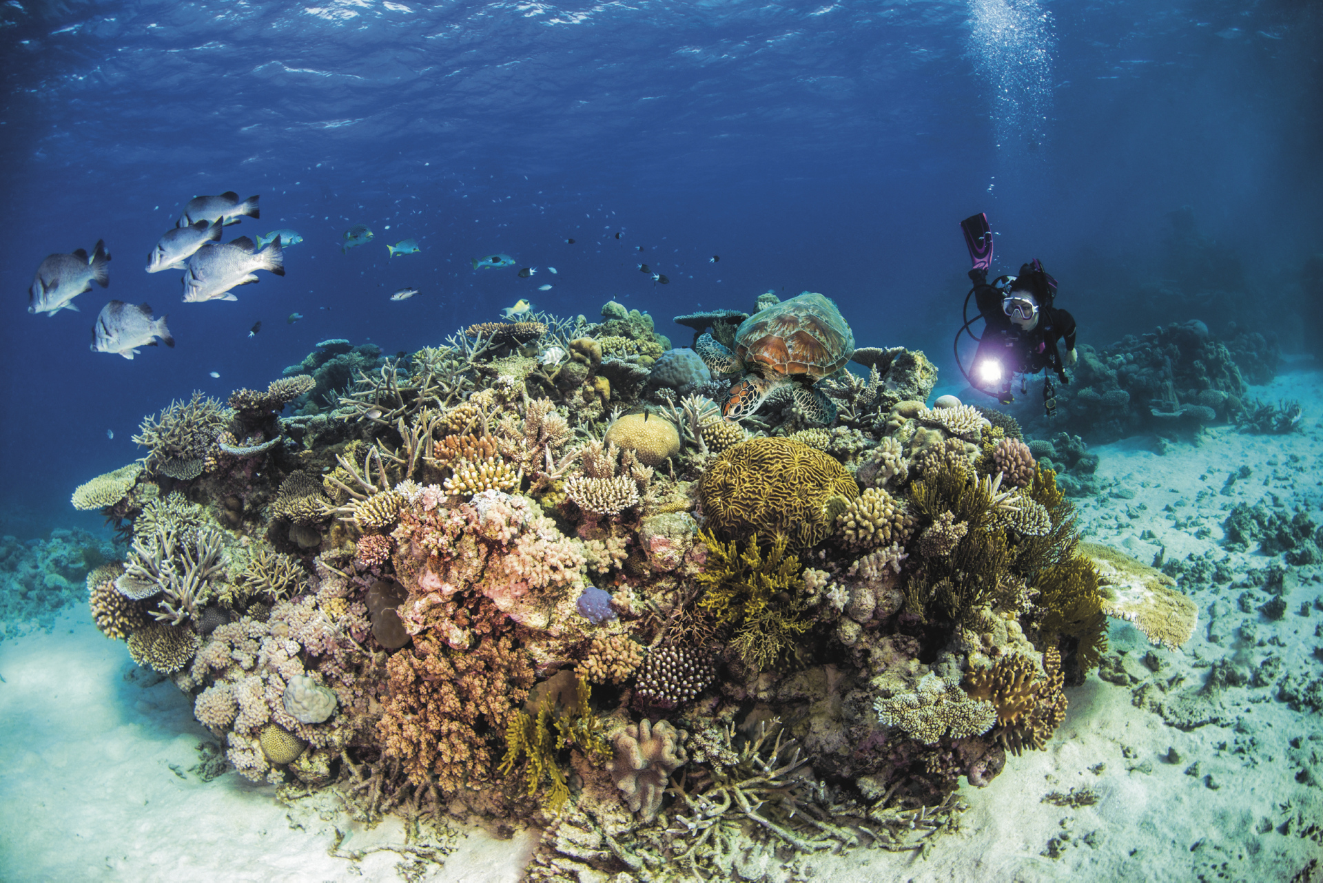 Tauchkreuzfahrt Great Barrier Reef | Rundreise in Australien