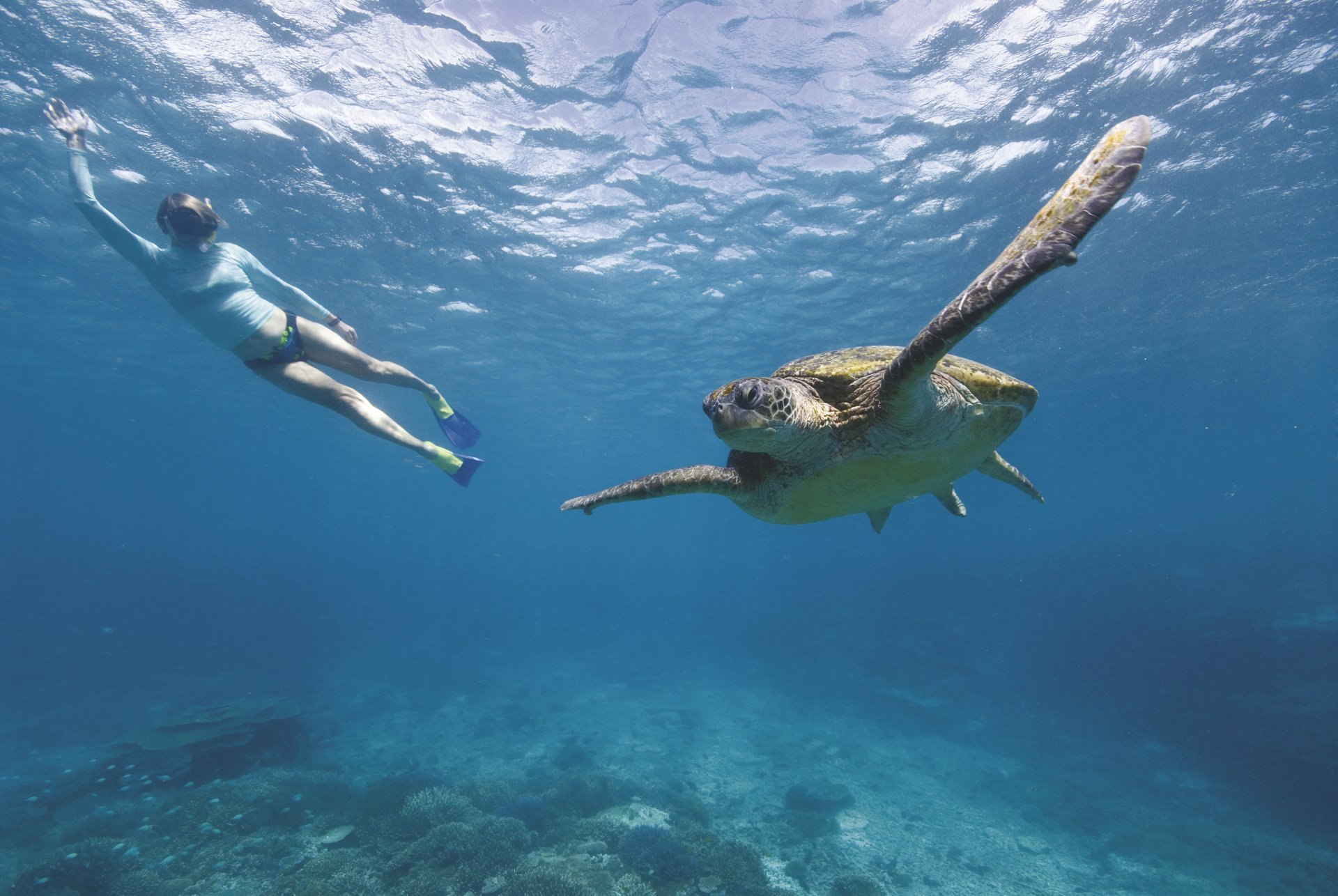 Highlights Unterwasser Australia Plus Reisen