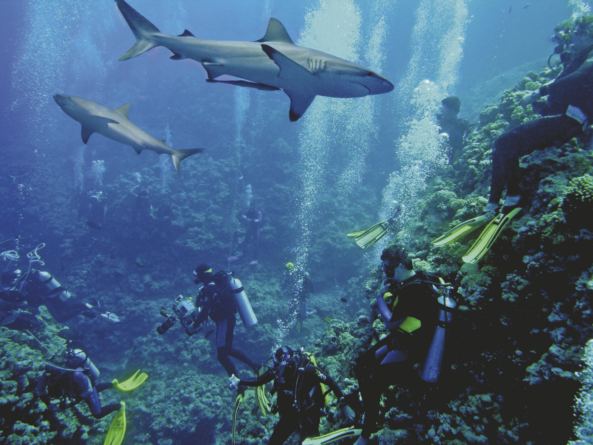 Highlights Unterwasser Australia Plus Reisen