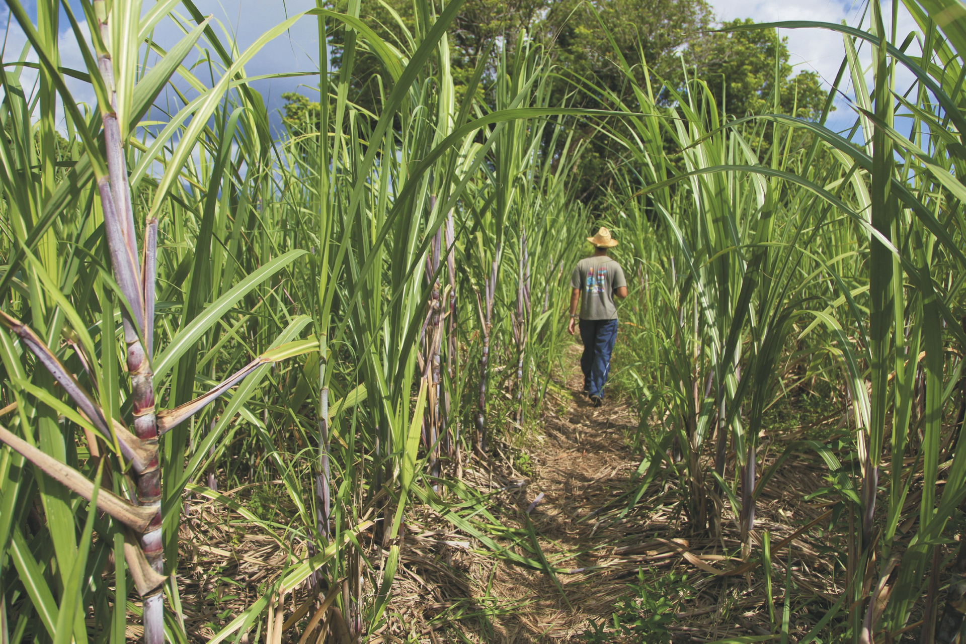 Страны выращивающие сахарный тростник. Сахарный тростник в Бразилии. Сахарный тростник в Луизиане. Маврикий сахарный тростник. Куба сахарный тростник плантации.