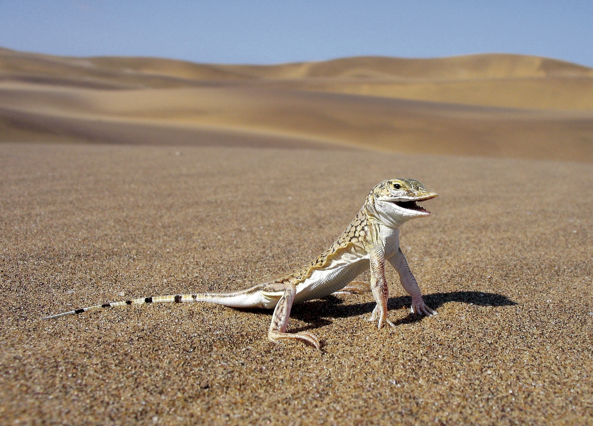 Ящерица живет в степи. Обитатели пустыни Намиб. Пустыни и полупустыни Африки животные. Змеи пустыни Намиб. Бархан Сарыкум ящерица круглоголовка.