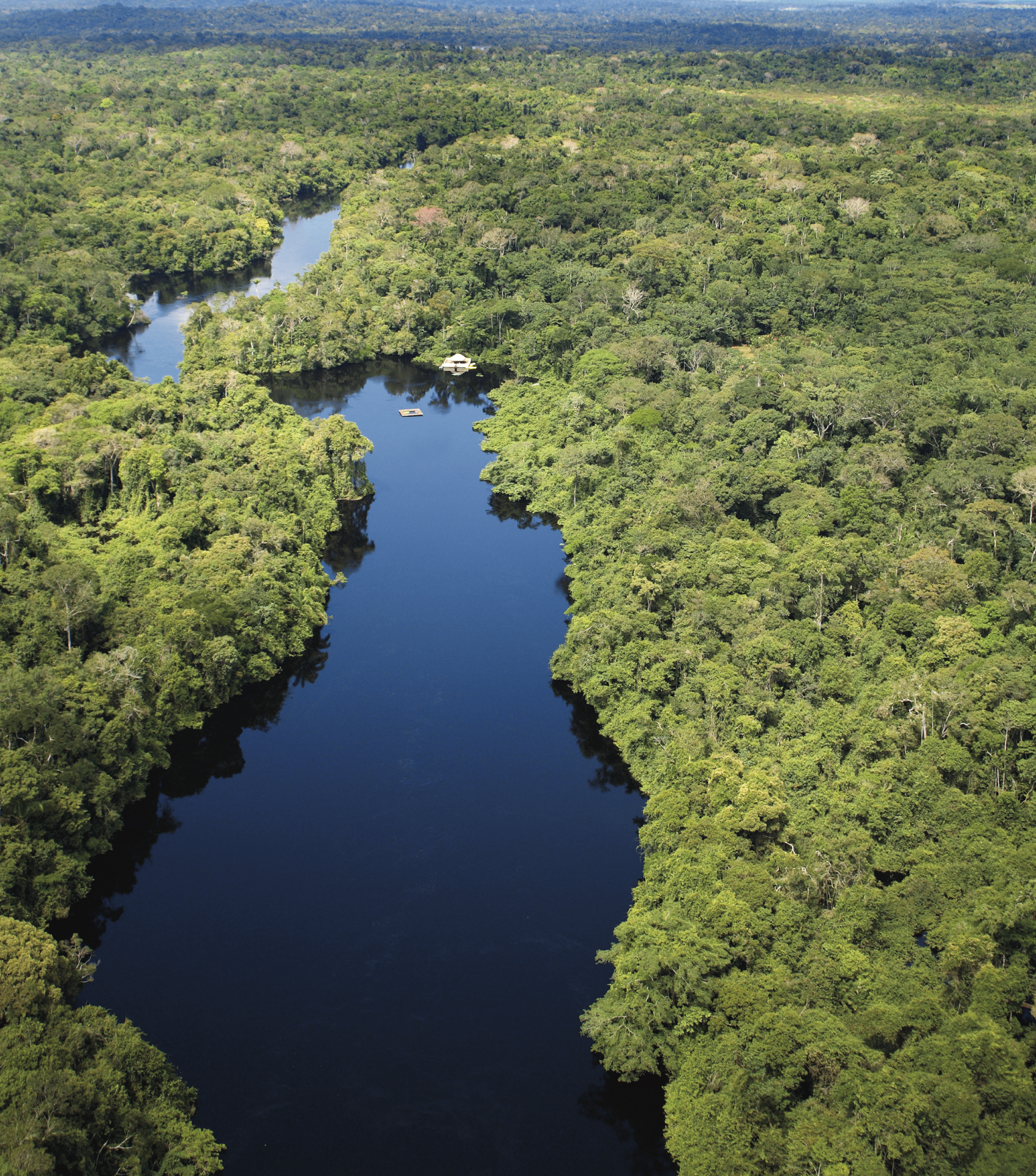 На каком материке расположен дождевой лес сельва. Сельва амазонки. Река Амазонка в Бразилии. Сельва Бразилии. Дождевые леса Амазонии.