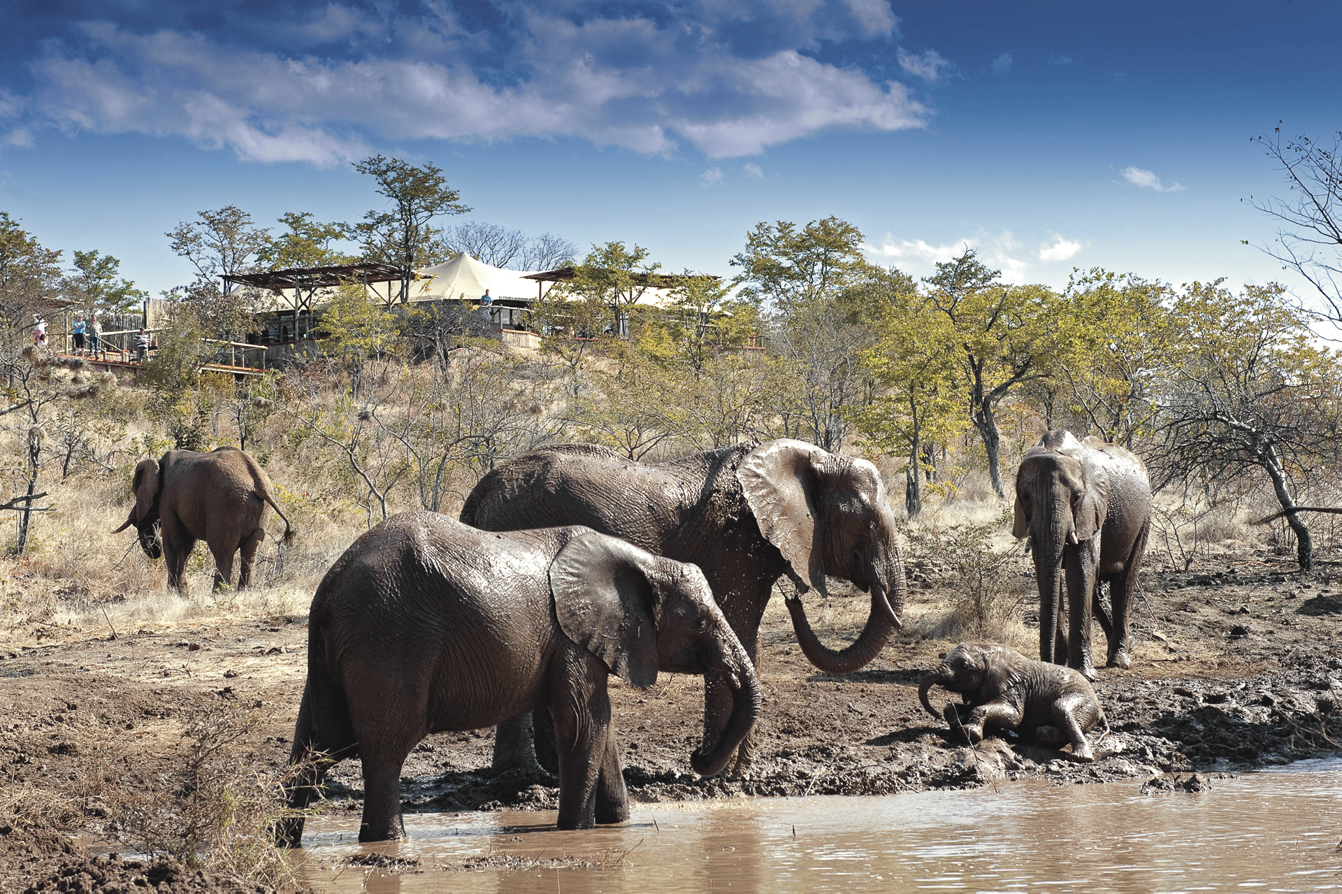 Замбия 4000 1998 слоны. Картинка лагеря слон. Pandamatenga.