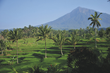 Reisterassen in Java, ©Ministry of Tourism, Republic of Indonesia