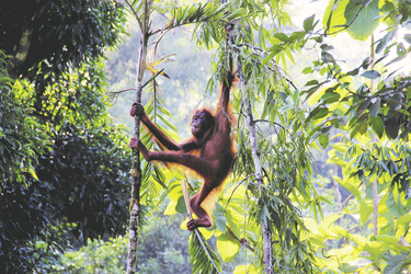 Orang-Utan im Regenwald von Borneo 
