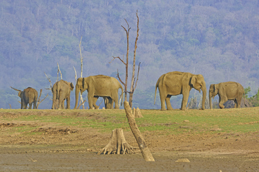 Elefanten im Rajiv Gandhi Nationalpark