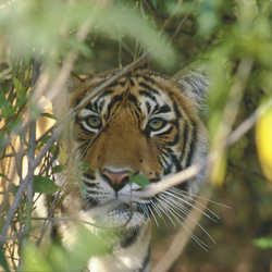 Indischer Tiger 