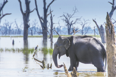 Elefant im Udawalawe Nationalaprk 