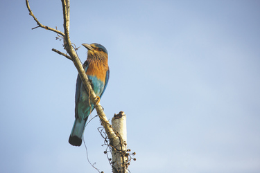 Vogel im Udawawale Nationalpark