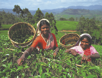 Teepflückerinnen im Hochland von Nuwara Eliya
