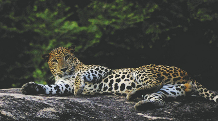 Leopard im Yala Nationalpark