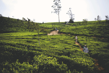 Teeplantage in Nuwara Eliya, ©Jetwing
