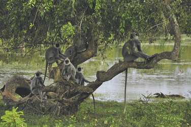 Lemuren im Yala Nationalpark
