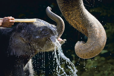 Elefantenbaby im Khao Sok Nationalpark
