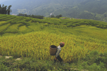 Reisfelder von Sapa