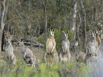 Neugierige Känguru Familie