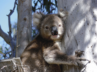 Fotogener Koala