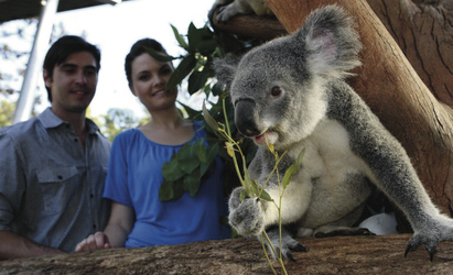 Auf Koala Besuch
