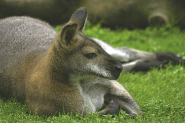 Entspanntes Känguru
