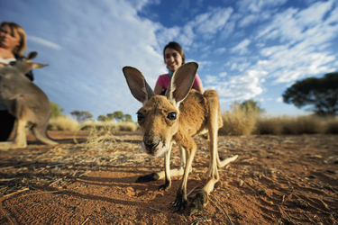 neugieriges Känguru, ©Tourism NT