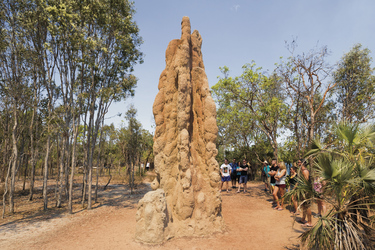 Termitenhügel im Litchfield Nationalpark 
