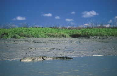 Krokodil im Mary River Naturreservat