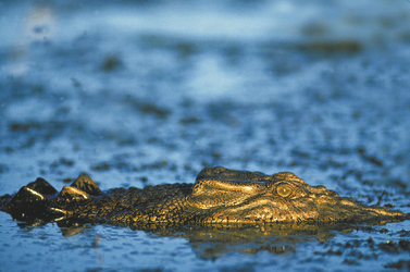 Krokodil im Kakadu Nationalpark