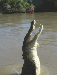 Krokodilfütterung
