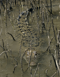 Krokodil im Daintree River