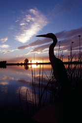 Sonnenuntergang in den Everglades