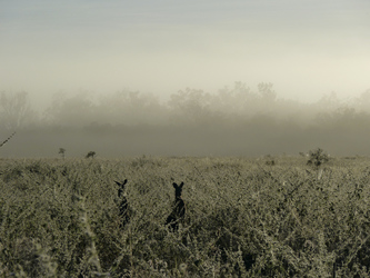Kangaroos am frühen Morgen