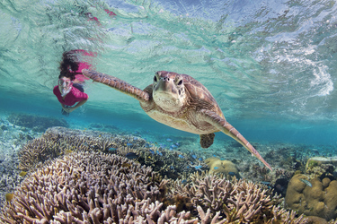 Schnorcheln am Great Barrier Reef, ©Darren Jew