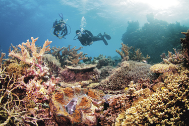Korallenreichtum ©Tourism & Events Queensland