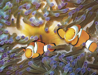 Clown Fisch am Great Barrier Reef