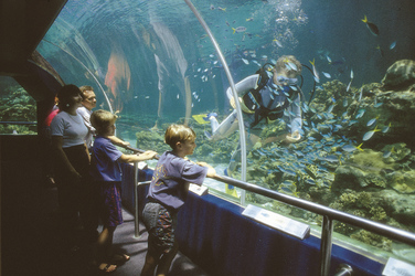 Reef HQ Aquarium, Townsville