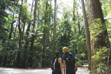 Regenwald auf Fraser Island