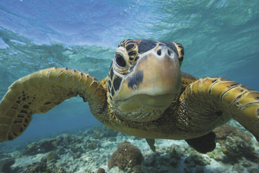 Meeresschildkröte am Great Barrier Reef, ©Sean Scott Photography
