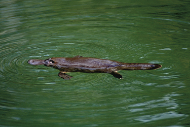 Platypus, ©Tourism Queensland Image Library