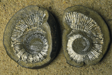 Fossilien aus Richmond