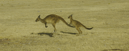 Kängurus auf Kangaroo Island