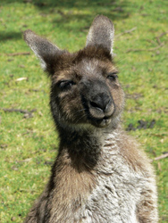 Känguru auf Kangaroo Island