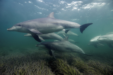 Delfine in der Baird Bay