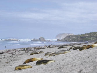Seehunde an der Seal Bay